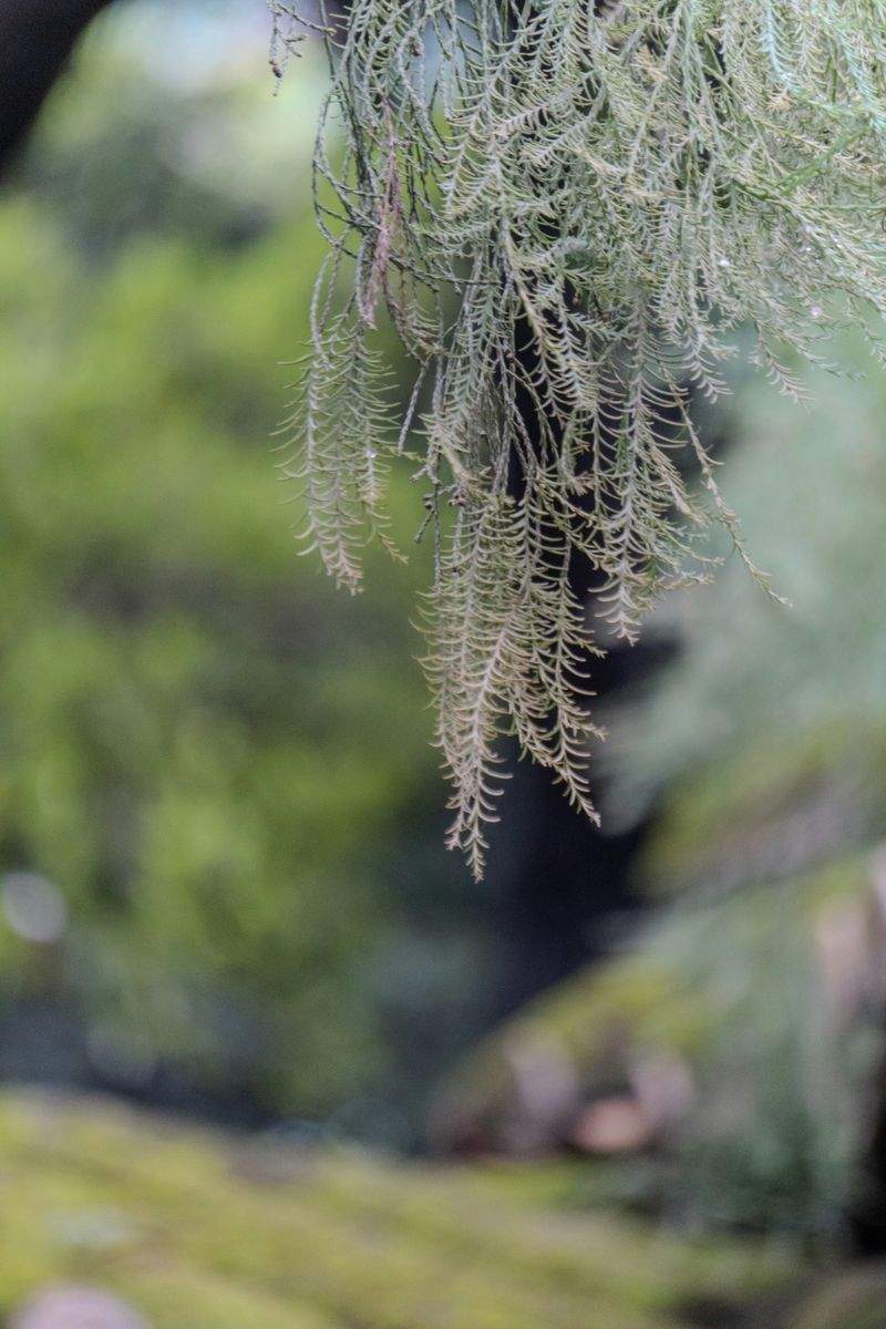 Jardines Sierra Verde 1