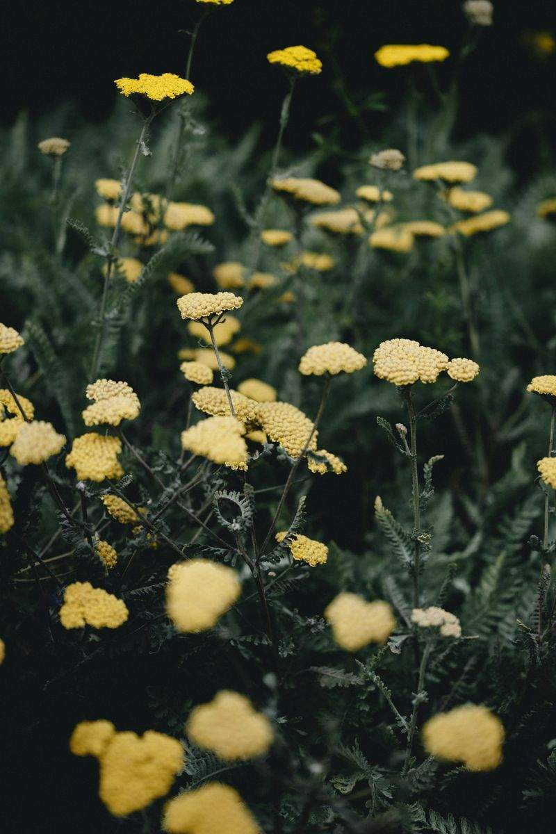 Jardines Sierra Verde 11